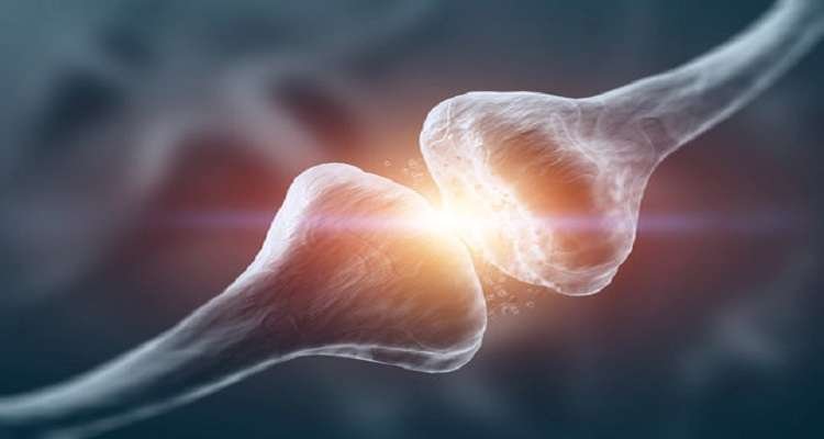 Immunological Function