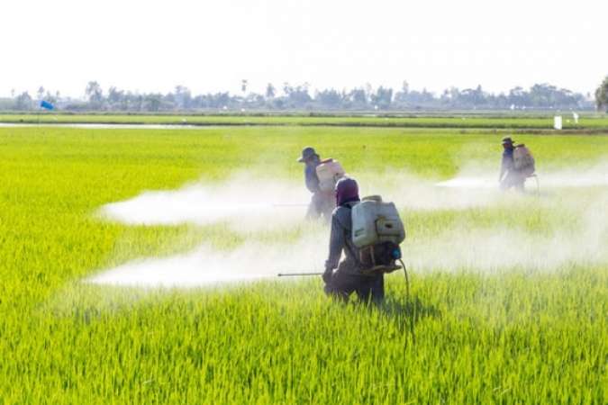 Herbicide vs. Pesticide