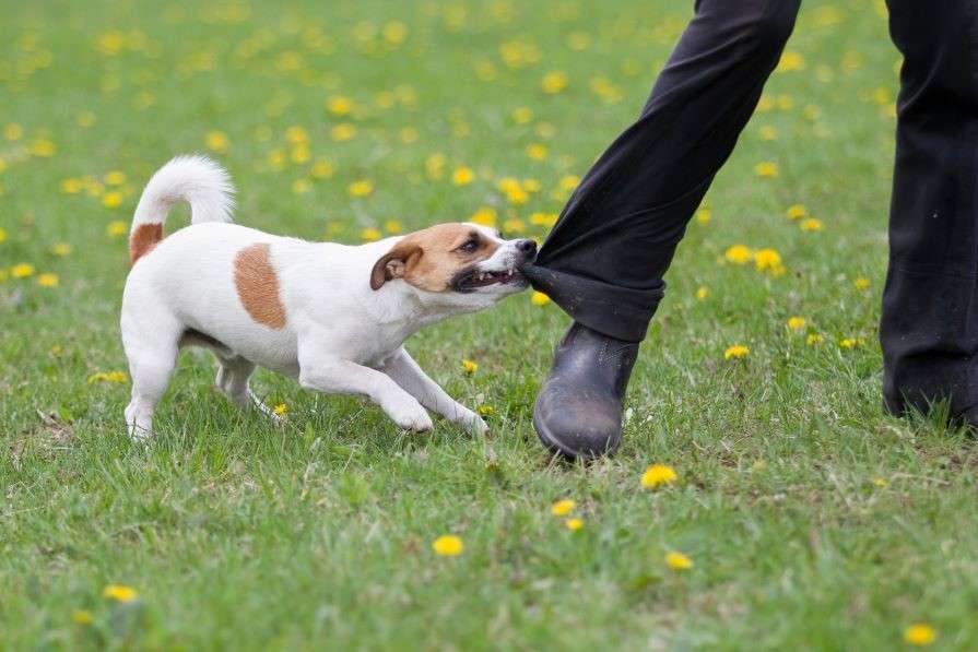 Legal Rights In Dog Bite Cases
